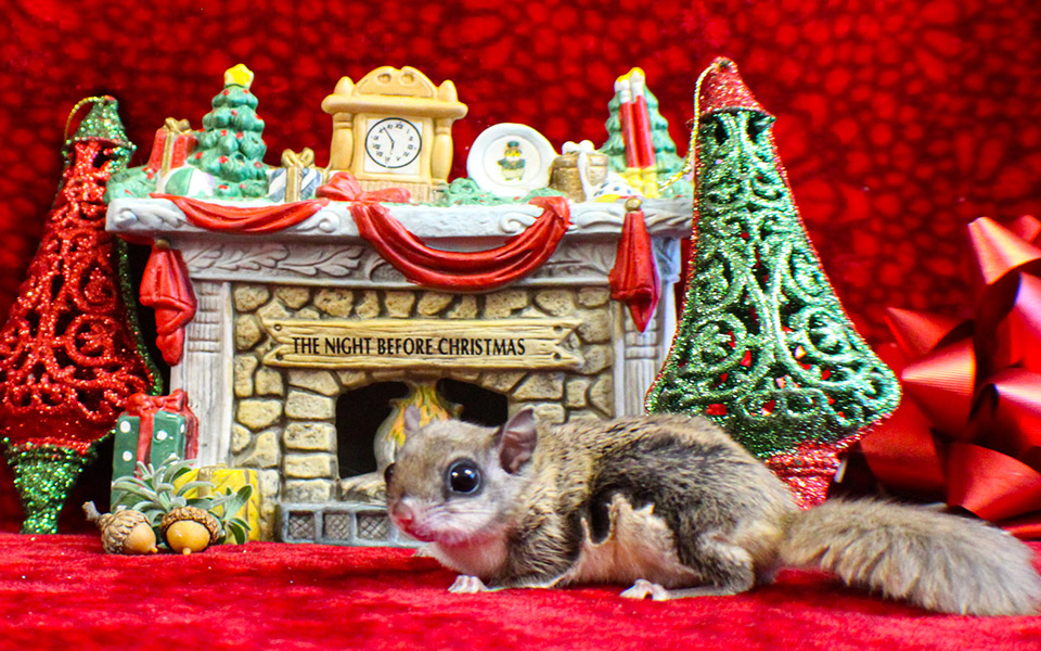 Flying-Squirrel fireplace figurine in background